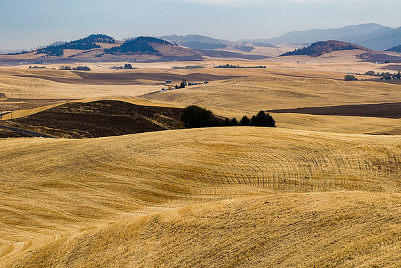 Palouse Wheatfiled #1