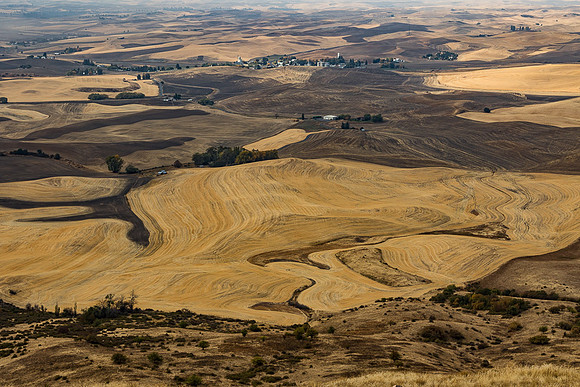 Palouse farmland #1