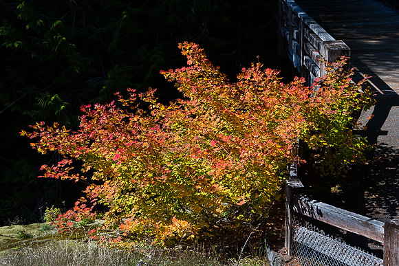 Maple Colors at Box Canyon