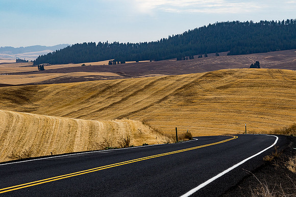 Palouse Wheatfiled #2
