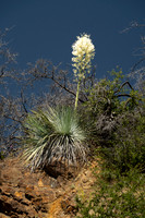 Yucca in bloom, Sequoia NP