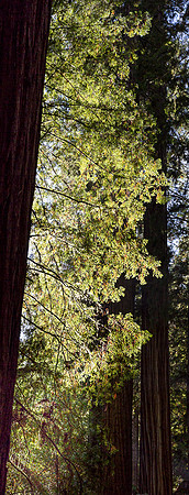 Redwood Glow