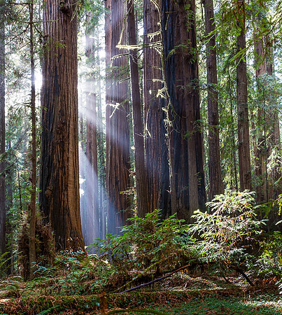 Redwood & Sun Ray