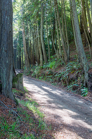 Old Coast Road through old growth forest