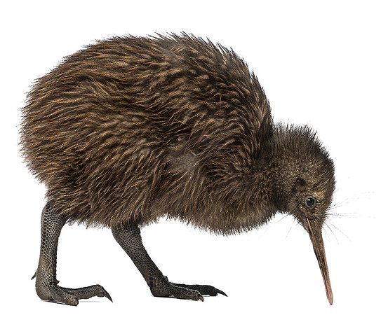 02 Kiwi-Bird-PNG-Image