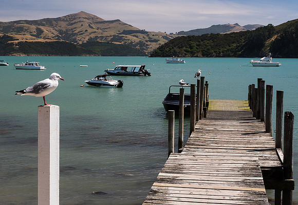 Seagull and dock