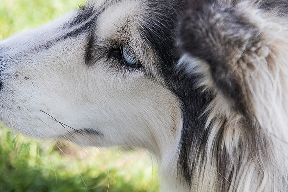 Siberian Husky
