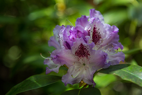 Blue Peter Rhododendron in butchart Gardens