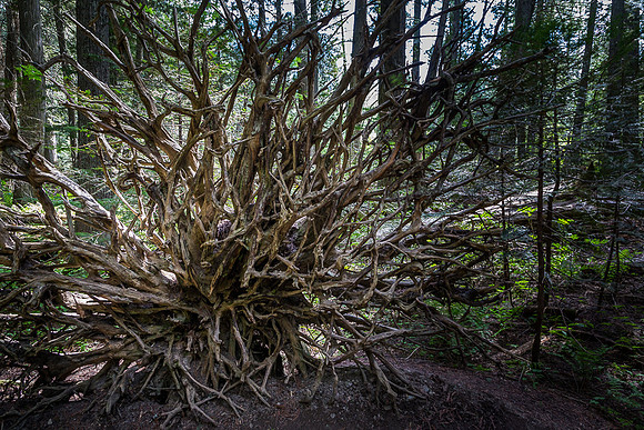 Root Tangle