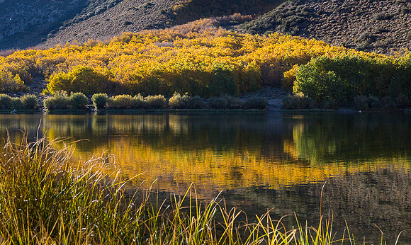 Esastern Sierra Fall color #06