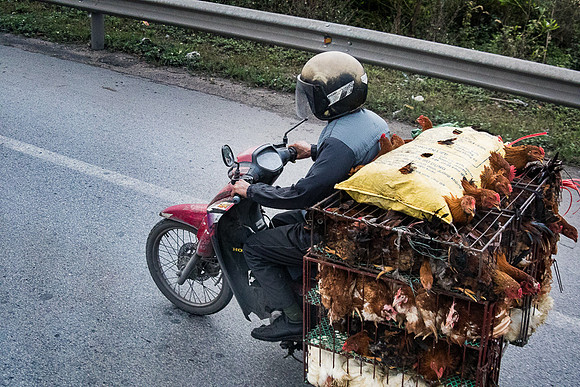 Chickens on scooter