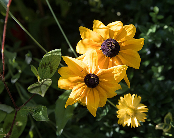 Yellow flowers, Claude Monet Gardens, Giverny France