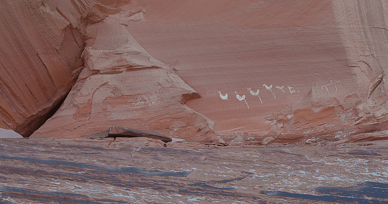 wild turkey’s and Kokopali