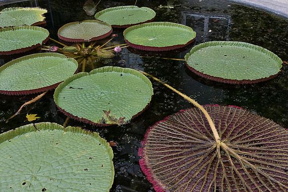 Victoria Water Lily