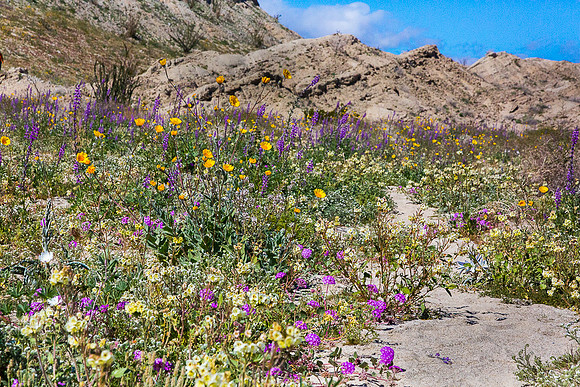 Anza-Borrego wildflower bloom 2019
