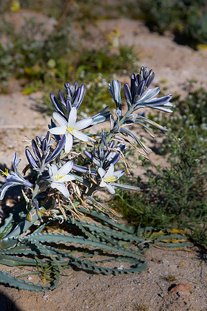 Desert Lilly,  Anza-Borrego SP, CA #2