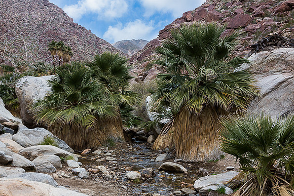 Palm Canyon.  Anza-Borrego State Park, CA