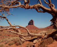 West Mitten Butte with tree
