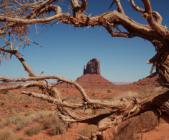 West Mitten Butte with tree