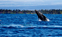 Humpback Breaching off Big Island, Hawaii 1