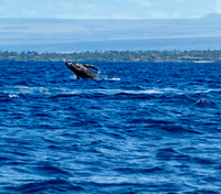 Humpback Breaching off Big Island, Hawaii 2