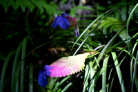 Hawaii Tropical Botanical Garden #1