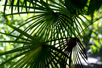 Hawaii Tropical Botanical Garden #2
