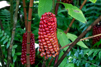 Hawaii Tropical Botanical Garden #4