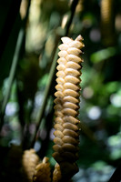 Yellow Rattlesnake Flower