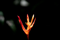 Hawaii Tropical Botanical Garden #5