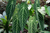 Hawaii Tropical Botanical Garden #7