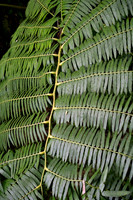Hawaii Tropical Botanical Garden #8