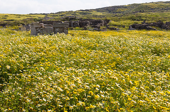 Wild Flowers at Delos #1