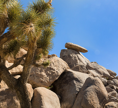 Cap Rock.  Joshua Tree NP
