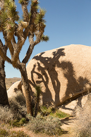 Joshua Tree and Shadow