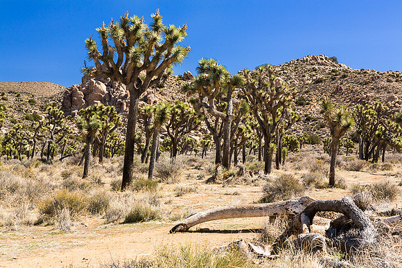 Juniper Flats Joshua Tree Grove