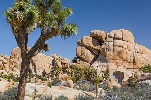 Joshua Tree and rocks