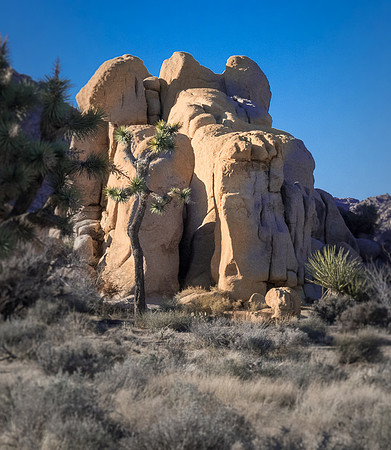 Elephant Rear, Joshua Tree NP