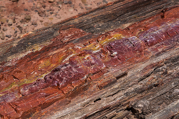 Petrified Forest 2, AZ