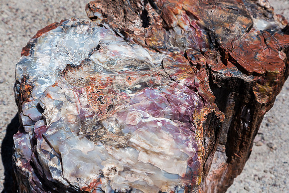Petrified Forest 6, AZ