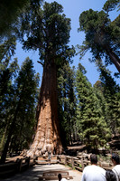 General Sherman Giant Sequoia tree, Sequoia NP