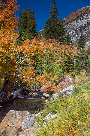 Esastern Sierra Fall color #03