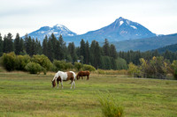 Horses grazing below the 3 Sisters