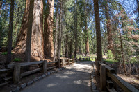 General Sherman Grove, Sequoia NP