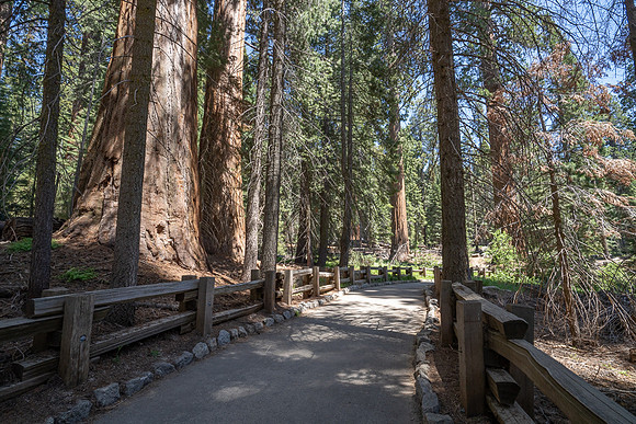 General Sherman Grove, Sequoia NP
