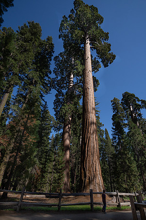 Giant Sequoia, Grant Grovem Sequoia NP