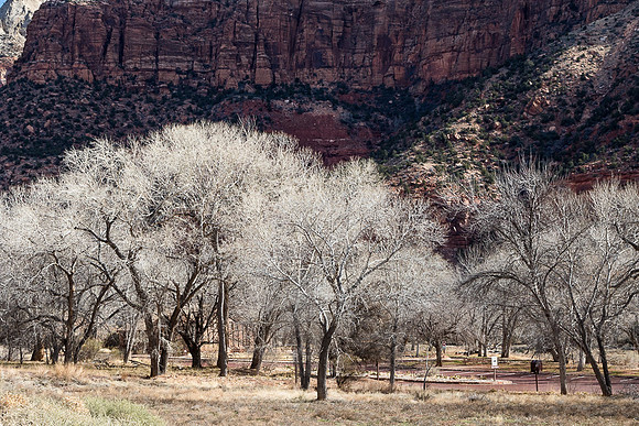 Winter trees in Zion NP #1
