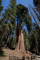 General Sherman Grove, Sequoia NP