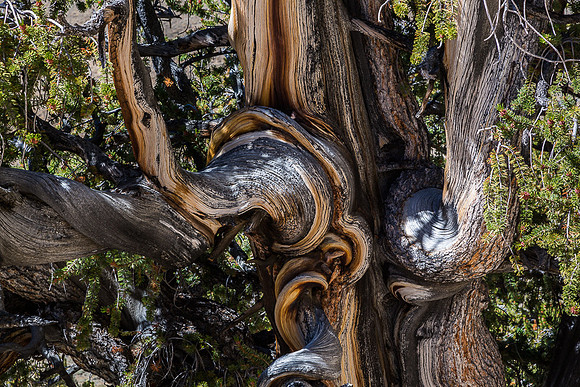 Corkscrew Bristlecone