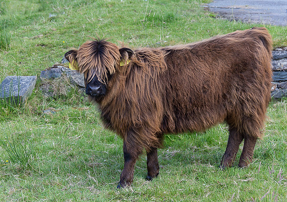 Highland Cow (Heilan coo), Duinnish, Scotland